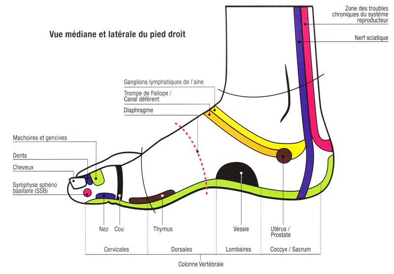 planche de réflexologie